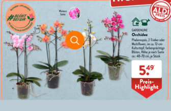 Aldi Süd – Orchidee im ca. 12-cm-Kulturtopf, 5,49€ [bis 13.01]