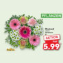 Kaufland – Pflanzen Angebot z.B. Mixstrauß je 5,99 € [KW01 bis 10.01.2024]
