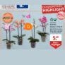 Aldi Süd – Orchidee im ca. 12-cm-Kulturtopf, 5,49€ [bis 13.01]